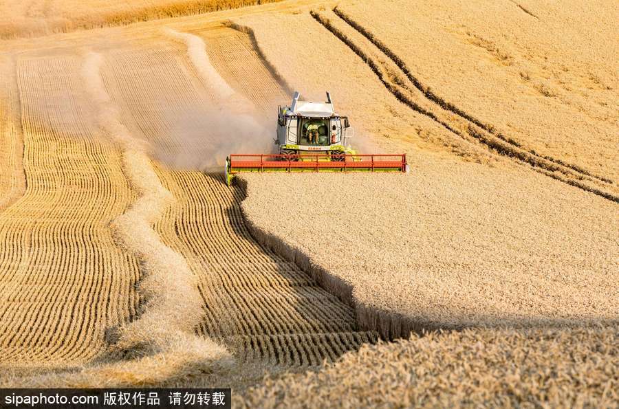真正的金色麦浪 法国勃艮第小麦收获季