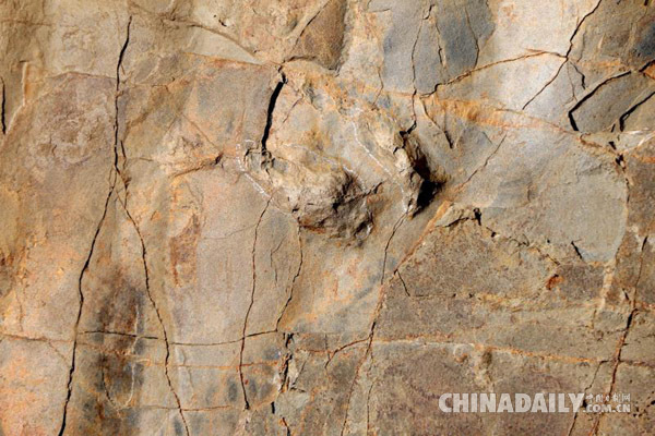 中伊古生物学家发现两趾型肉食恐龙
