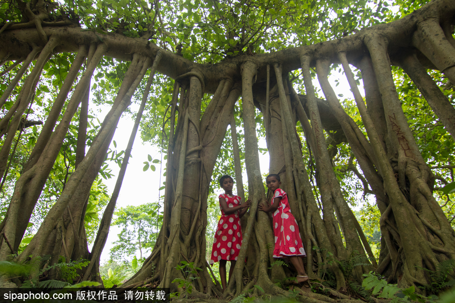 孟加拉500岁“树怪”根部似森林 现独木成林景观