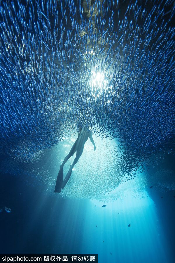 来自海洋深处的震撼力 汤加海底世界绝美大片