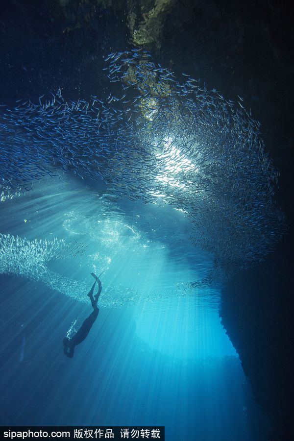 来自海洋深处的震撼力 汤加海底世界绝美大片