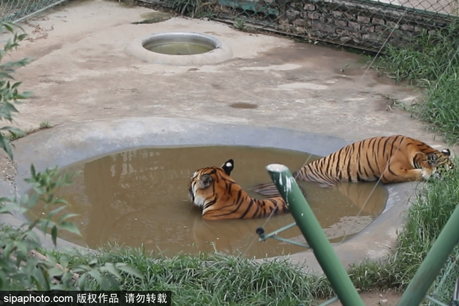 郑州：动物避暑各出奇招 啃冰泡澡吃瓜无所不能