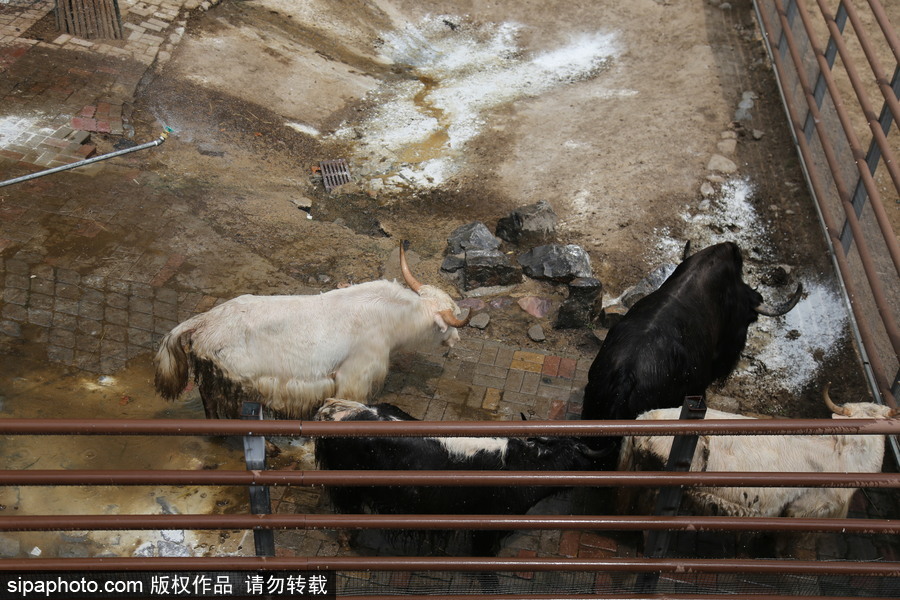 郑州：动物避暑各出奇招 啃冰泡澡吃瓜无所不能