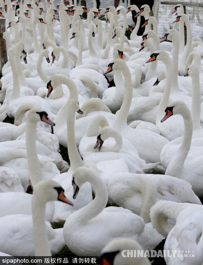英国：白天鹅大“派对” 汇聚饲养场场面十分壮观