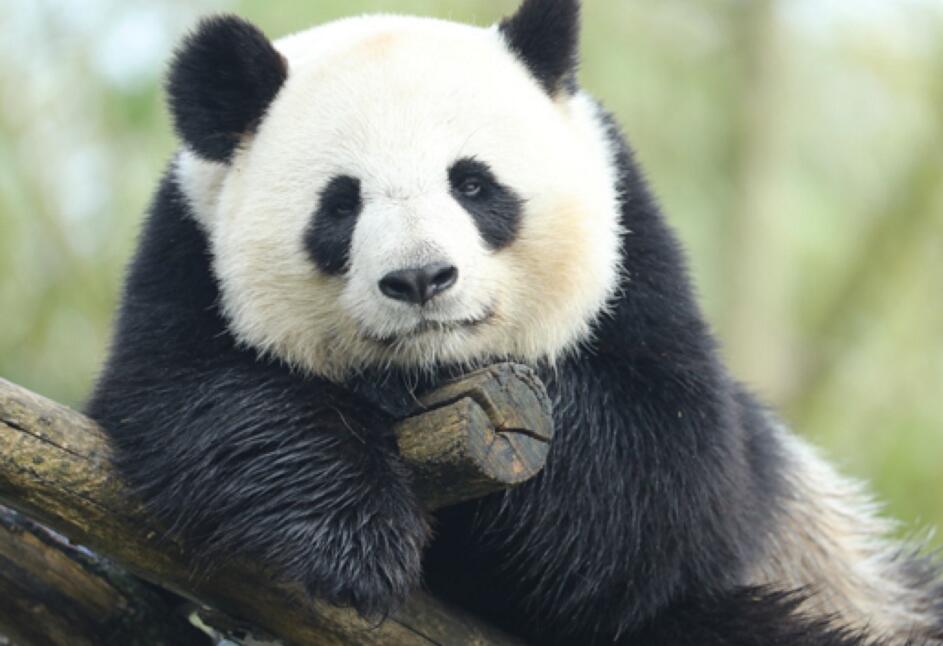 旅法大熊猫预计本周临产 法国第一夫人有望成为小宝宝教母