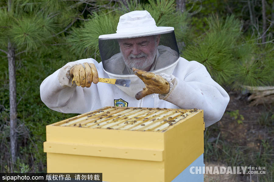 探访美国弗农养蜂场 滴滴香甜原生态