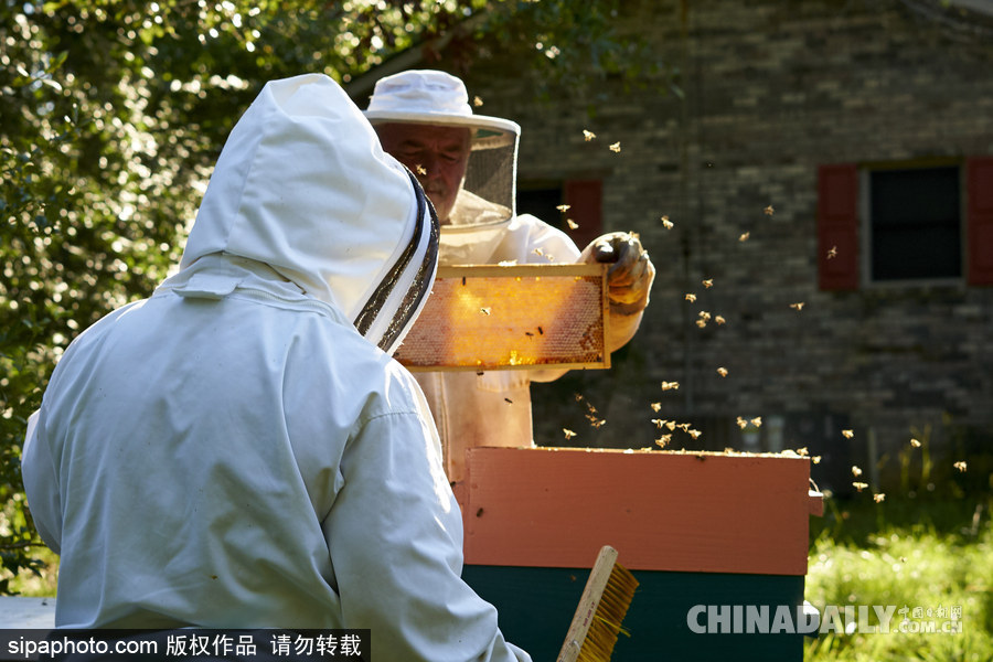 探访美国弗农养蜂场 滴滴香甜原生态