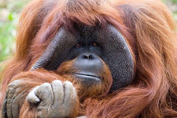 这只北美动物园里会手语的猩猩去世了