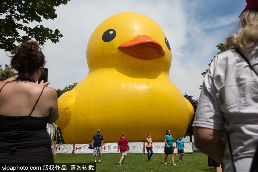 世界最大充气大黄鸭加拿大碉堡岛展出 游客争相拍照留念