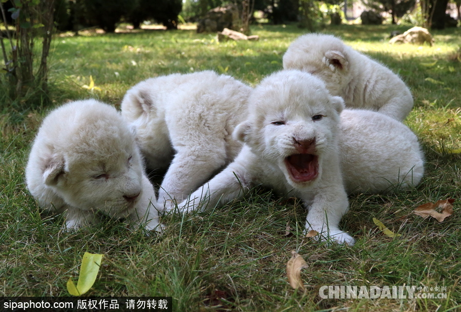 俄罗斯动物园里的白狮宝宝 张嘴“怒吼”奶气十足