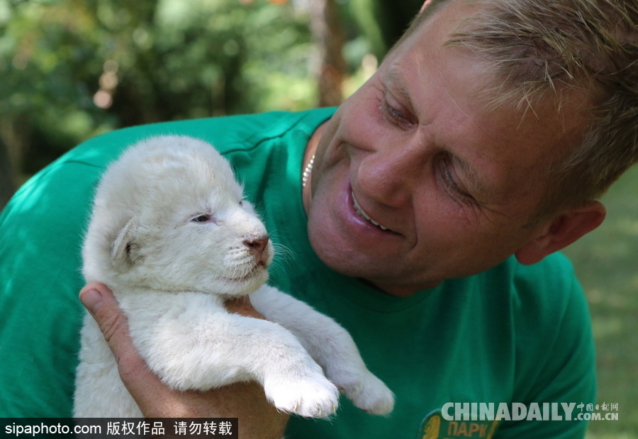 俄罗斯动物园里的白狮宝宝 张嘴“怒吼”奶气十足