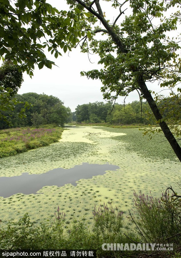 美国纽堡蓝绿藻类泛滥成灾 河水散发恶臭
