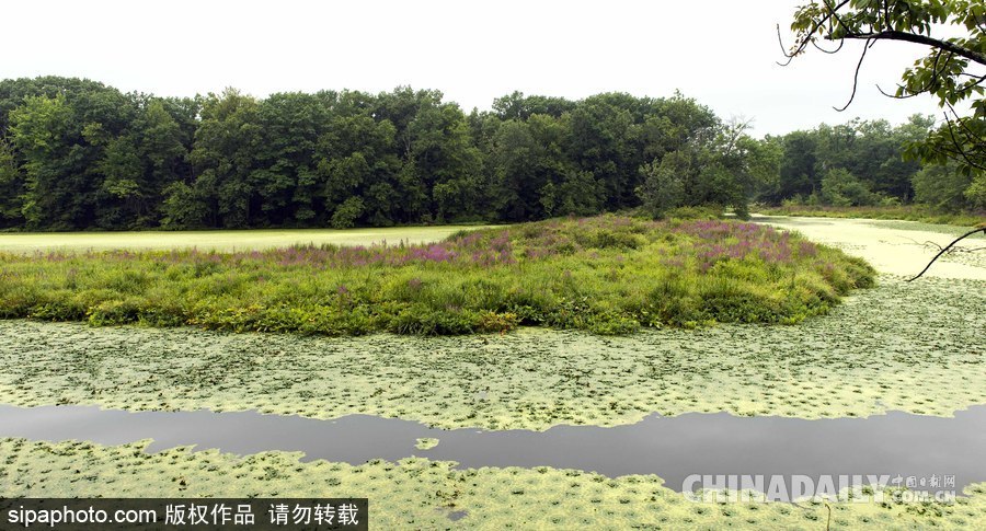 美国纽堡蓝绿藻类泛滥成灾 河水散发恶臭