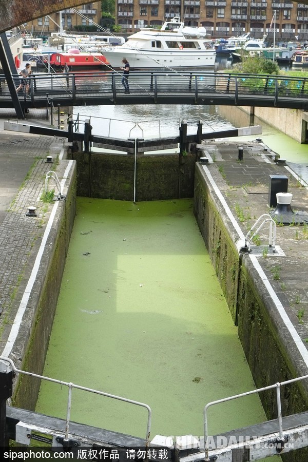 伦敦最古老运河 覆盖厚厚绿藻触目惊心