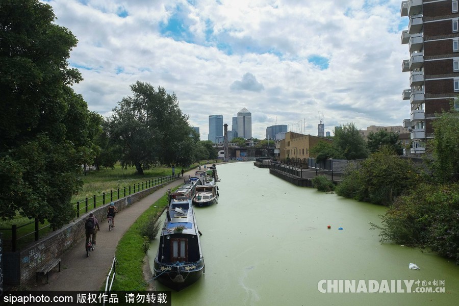 伦敦最古老运河 覆盖厚厚绿藻触目惊心
