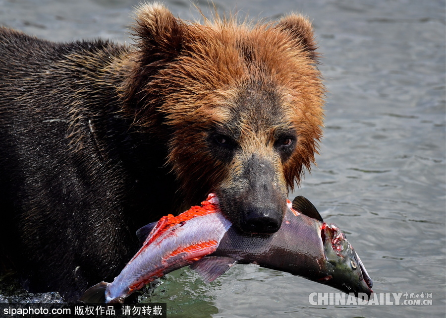摄影师记录棕熊捕鱼瞬间 彪悍凶猛