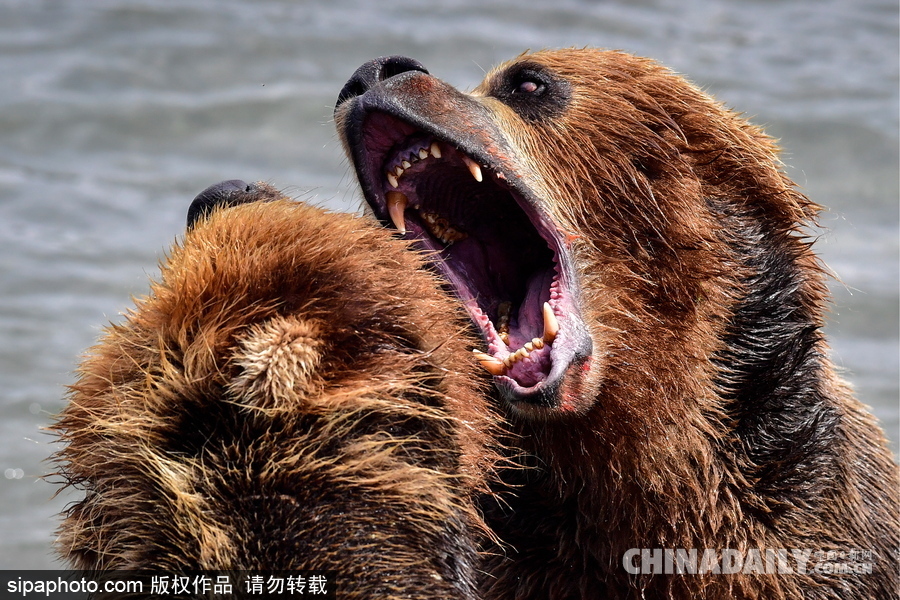 摄影师记录棕熊捕鱼瞬间 彪悍凶猛