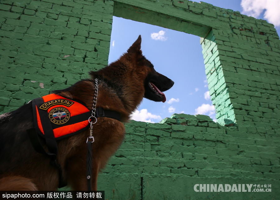 走进救援“特种兵”的成长 俄罗斯搜救犬进行训练测试