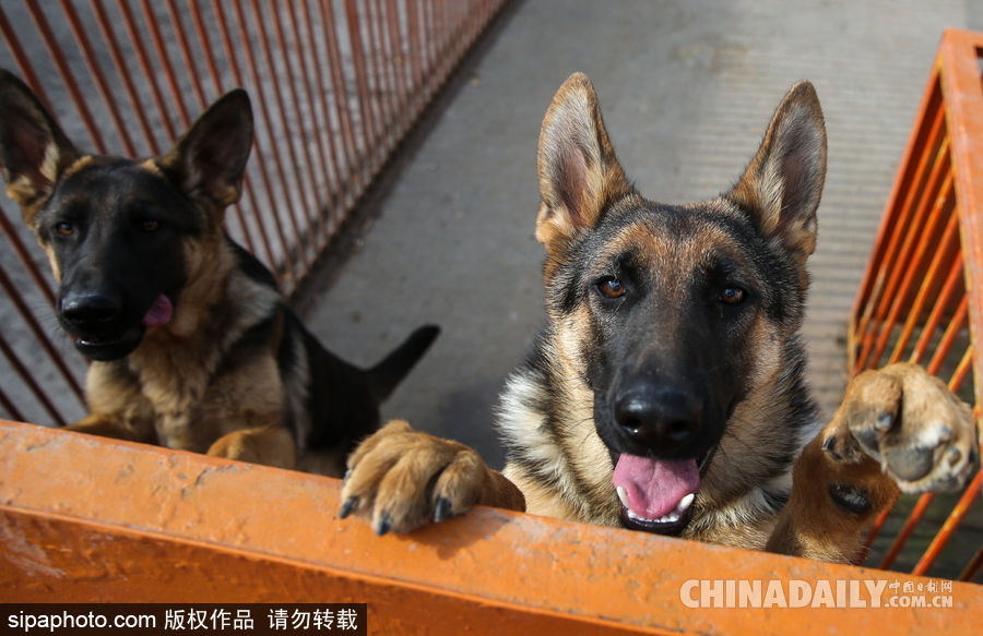 走进救援“特种兵”的成长 俄罗斯搜救犬进行训练测试