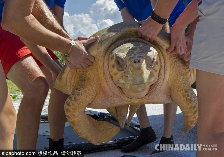 美国一红海龟接受康复治疗后回归大自然