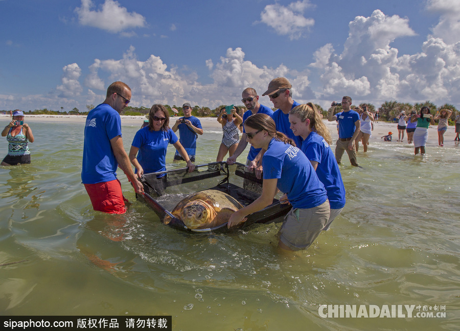 美国一红海龟接受康复治疗后回归大自然