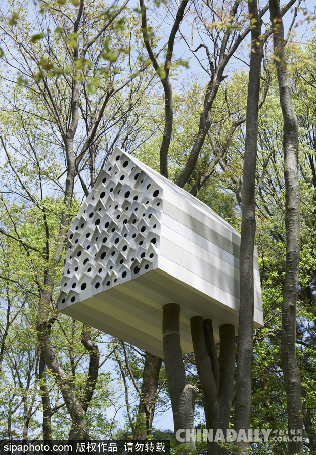 令人惊叹！日本建筑公司筑起共享树屋 人类可与鸟儿在屋内同住