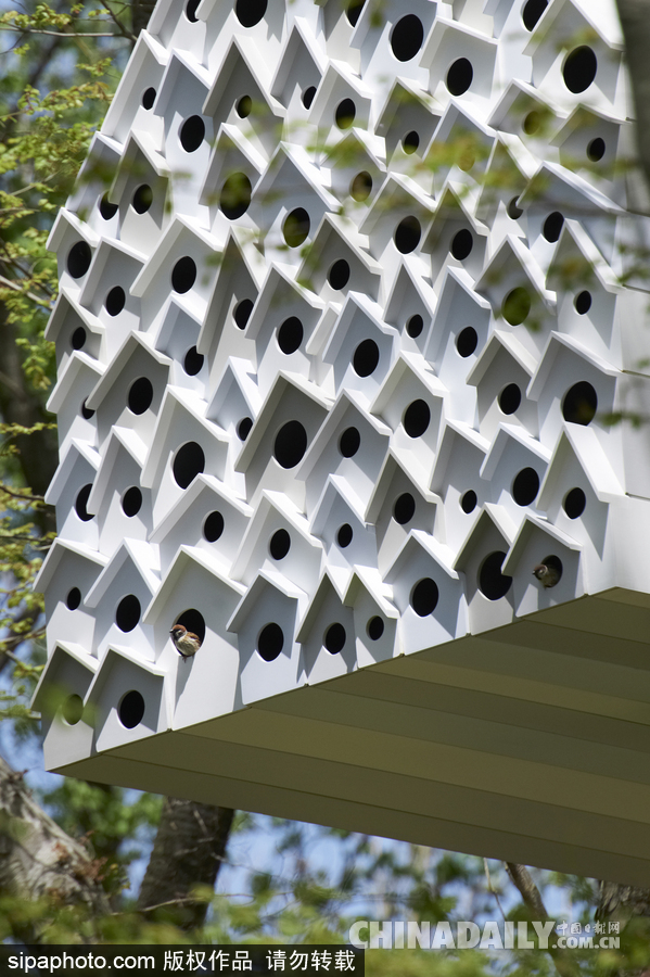 令人惊叹！日本建筑公司筑起共享树屋 人类可与鸟儿在屋内同住