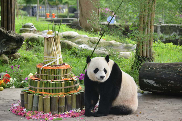 中国大熊猫保护研究中心名门千金