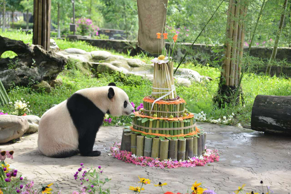 中国大熊猫保护研究中心名门千金