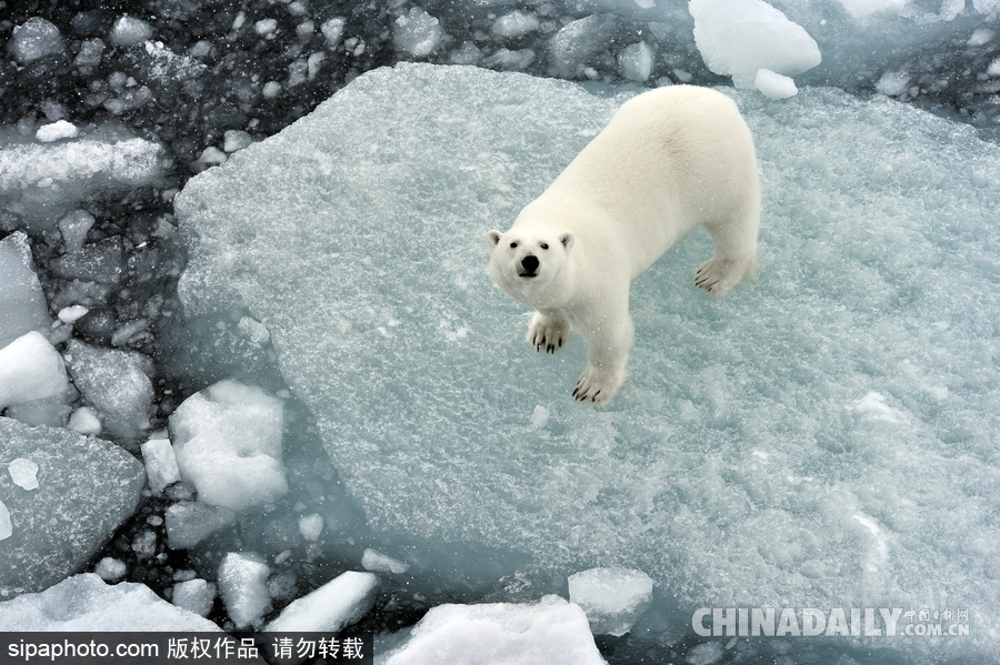 冰面上的北极熊 悠闲散步呆萌十足