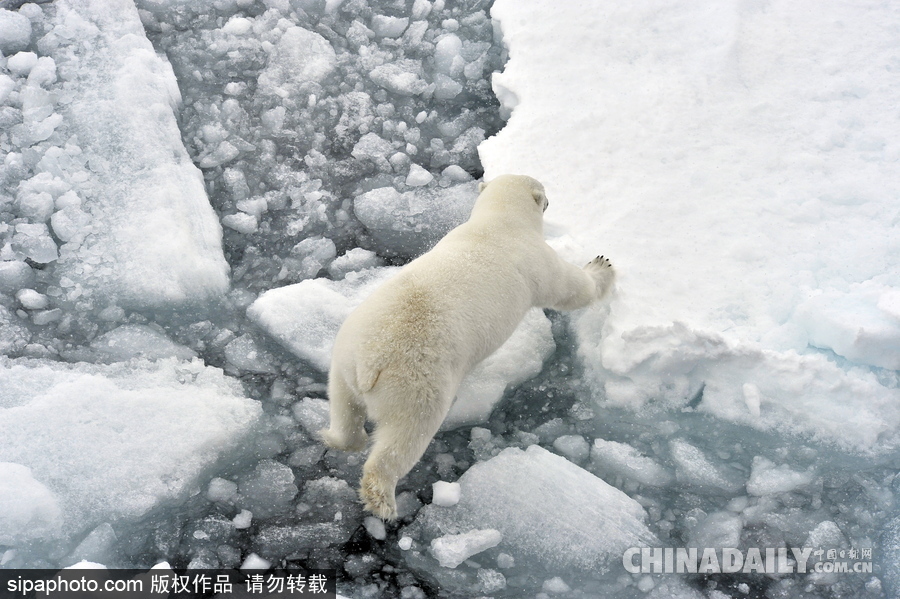 冰面上的北极熊 悠闲散步呆萌十足
