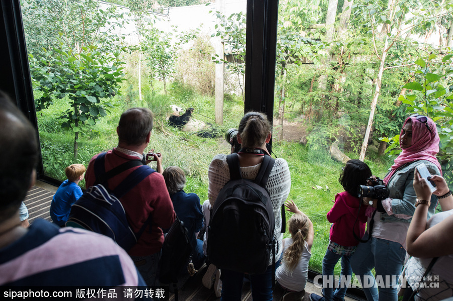 爱丁堡动物园证实“甜甜”怀孕 期待诞下熊猫宝宝