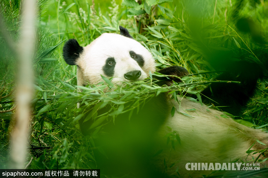 爱丁堡动物园证实“甜甜”怀孕 期待诞下熊猫宝宝