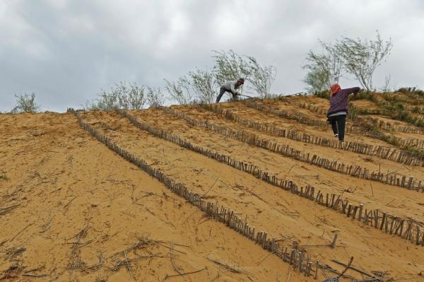 鄂尔多斯治沙人：三兄弟12年沙海造林4.7万亩
