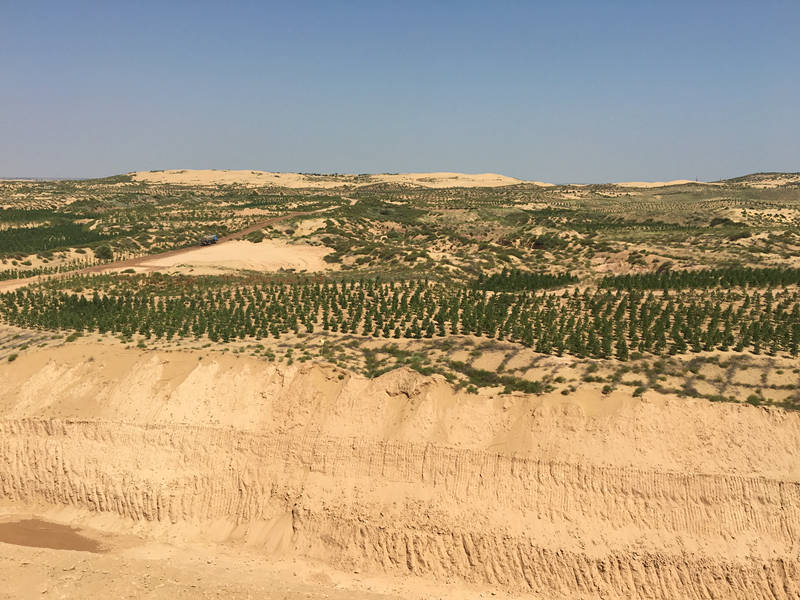 沙漠有绿色就有希望　鄂尔多斯的治沙故事