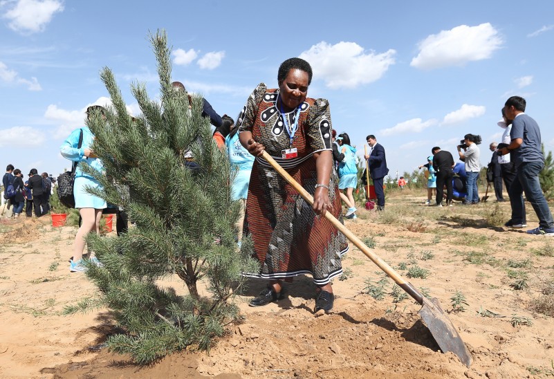 参加《联合国防治荒漠化公约》第十三次缔约方大会嘉宾参加植树活动