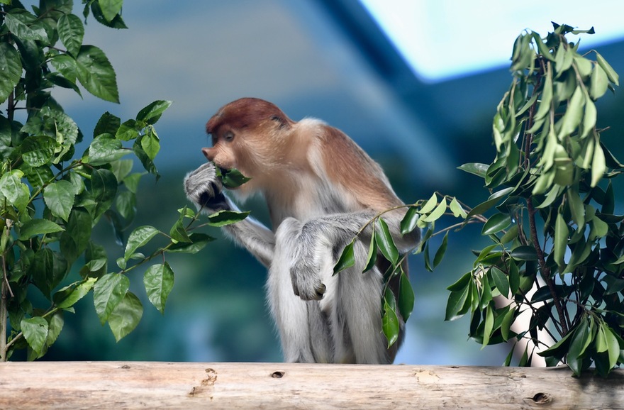 中国首次引进6只濒危物种大鼻猴