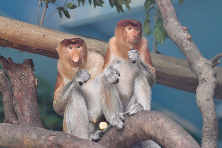 中国首次引进6只濒危物种大鼻猴