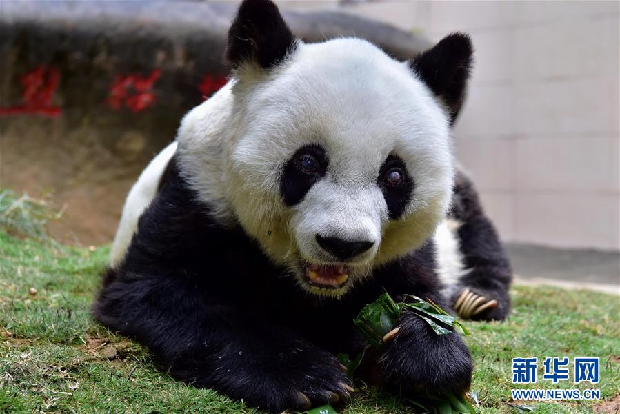 明星大熊猫“巴斯”离世
