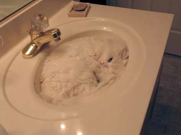 讲真，猫到底是液体还是固体？这个问题有了科学答案……