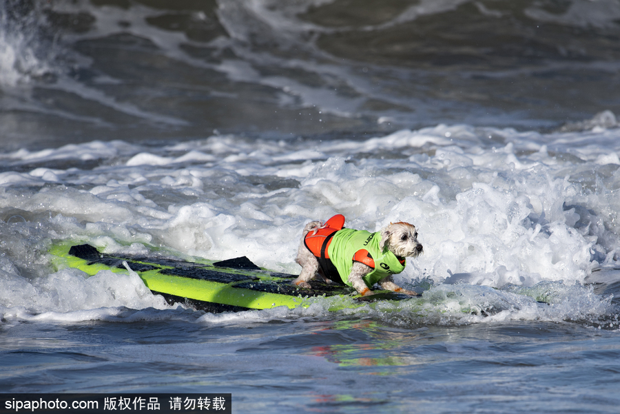 美国加州举办狗狗冲浪比赛 汪星人秀水上功夫