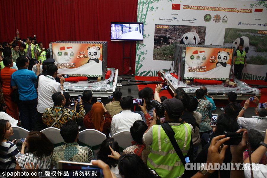 中国大熊猫首次旅居印尼 两只萌家伙抵达机场受到热烈欢迎