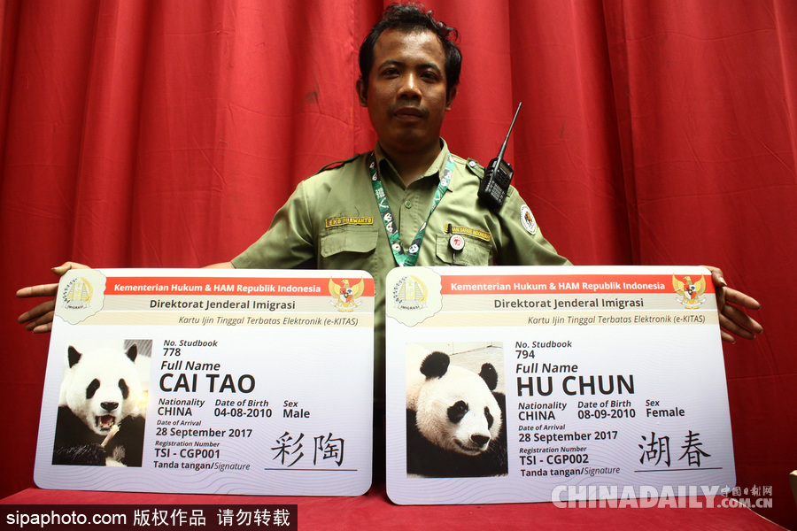 中国大熊猫首次旅居印尼 两只萌家伙抵达机场受到热烈欢迎