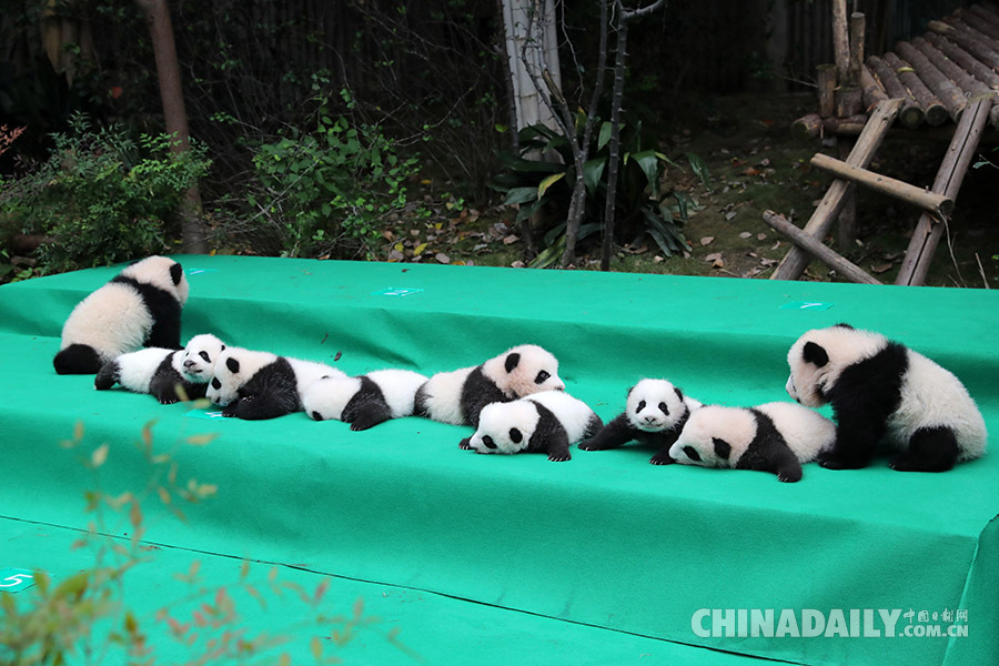 成都今年新生大熊猫宝宝集体亮相（组图）