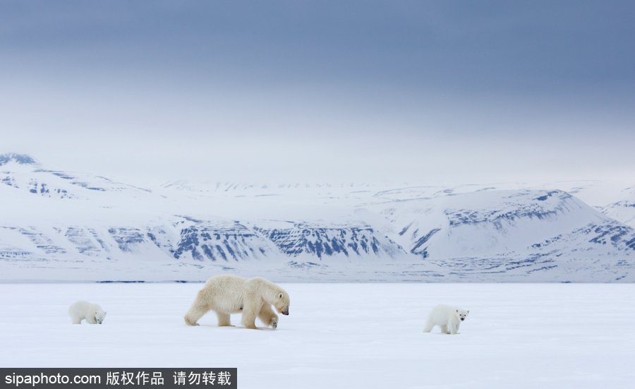 静谧天地之间 冰天雪地中的北极熊和幼崽