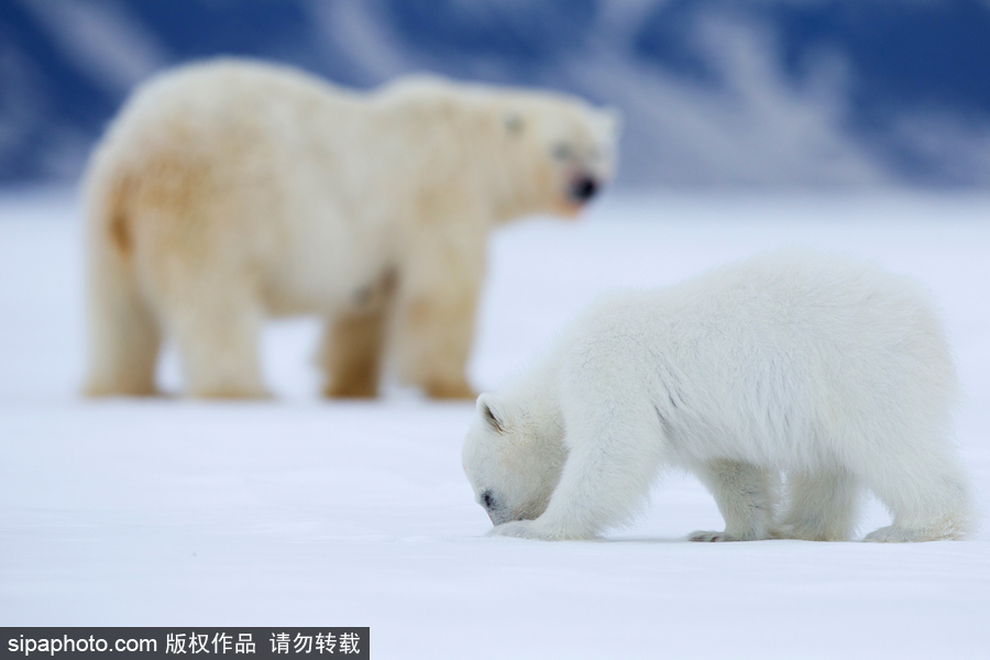 静谧天地之间 冰天雪地中的北极熊和幼崽