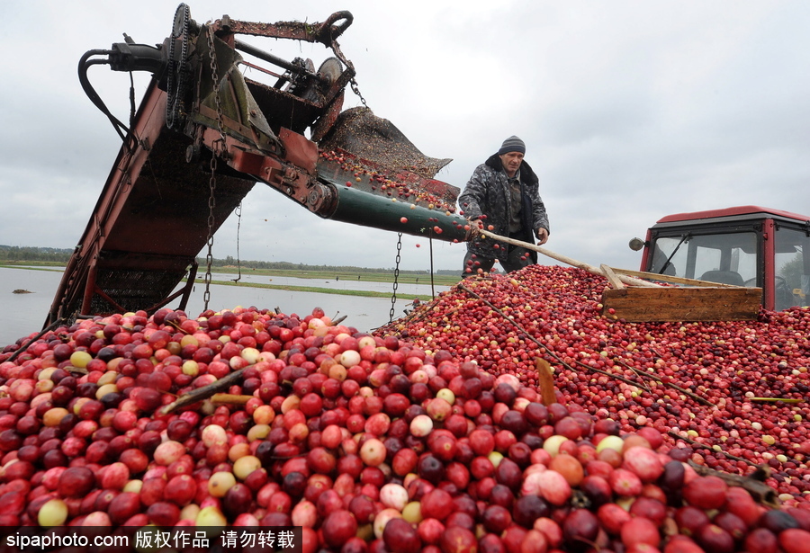 白俄罗斯布列斯特地区迎蔓越莓收获季节 采收工作繁忙盛况空前