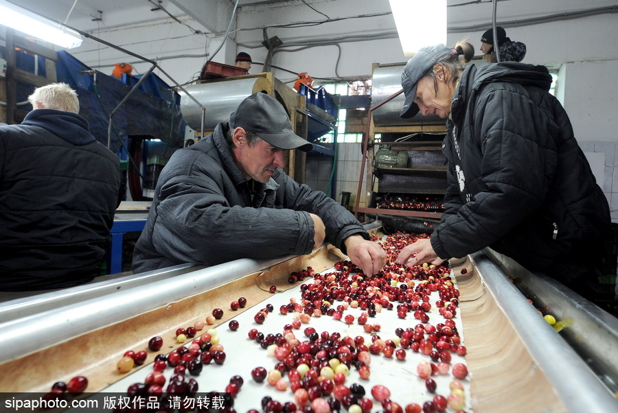 白俄罗斯布列斯特地区迎蔓越莓收获季节 采收工作繁忙盛况空前