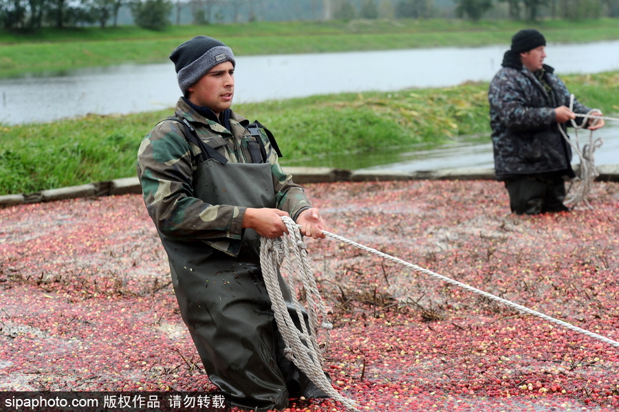 白俄罗斯布列斯特地区迎蔓越莓收获季节 采收工作繁忙盛况空前