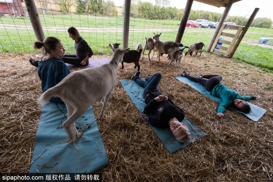 美国兴起“山羊瑜伽” 羊在人身上随意踩